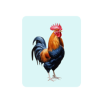 دواجن